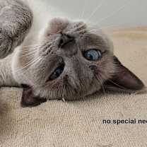 Thumbnail photo of Minx #3