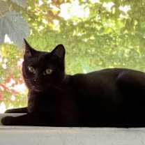 Thumbnail photo of Scout #4