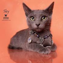 Thumbnail photo of SKY #4