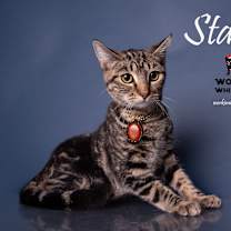 Thumbnail photo of STARBIE #3