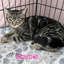 Thumbnail photo of STARBIE #2