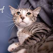 Thumbnail photo of STUART #1