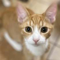 Thumbnail photo of THEO RAEKEN #2