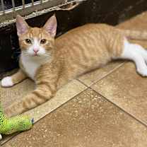 Thumbnail photo of THEO RAEKEN #4