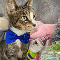 Thumbnail photo of FRED #1
