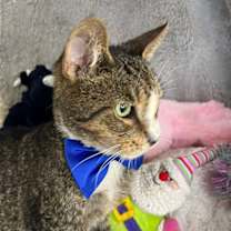 Thumbnail photo of FRED #2
