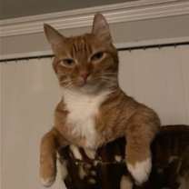 Thumbnail photo of Luca #4