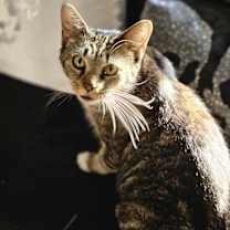 Thumbnail photo of Mama Queenie #3