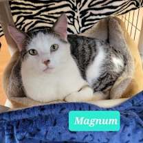 Thumbnail photo of Magnum #1