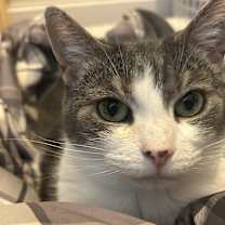 Thumbnail photo of Peanut #1