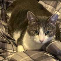 Thumbnail photo of Peanut #4