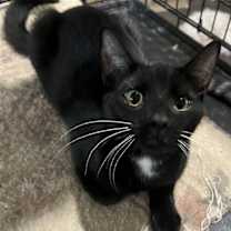 Thumbnail photo of Pepper #1