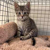 Thumbnail photo of Huckle Berry #4
