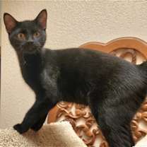Thumbnail photo of Silas #1
