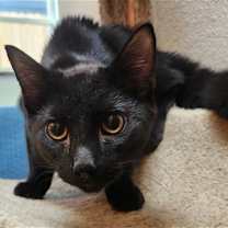 Thumbnail photo of Silas #2