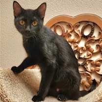 Thumbnail photo of Silas #3
