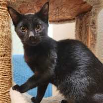 Thumbnail photo of Silas #4
