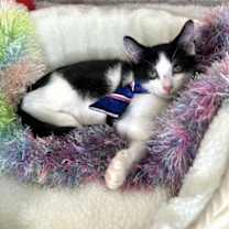 Thumbnail photo of KAI #3