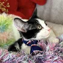 Thumbnail photo of KAI #4