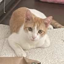 Thumbnail photo of Captain Kirk (bonded to Spock) #1