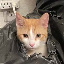 Thumbnail photo of Captain Kirk (bonded to Spock) #2