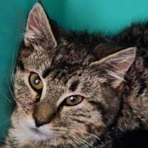 Thumbnail photo of Jada #3