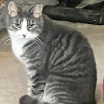 Thumbnail photo of Frodo #1