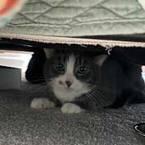 Thumbnail photo of Frodo #2