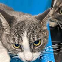 Thumbnail photo of Frodo #3