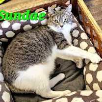 Thumbnail photo of Sundae #3