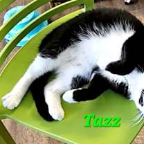 Thumbnail photo of Tazz #4