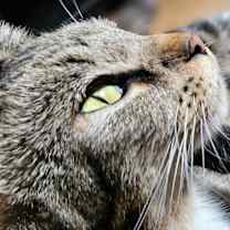 Thumbnail photo of Mama Queenie #4