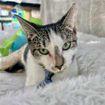 Thumbnail photo of XAVIER #2