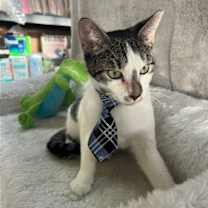 Thumbnail photo of XAVIER #3