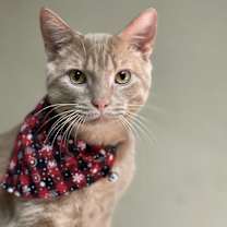 Thumbnail photo of Basil #1