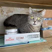 Thumbnail photo of Penelope #2