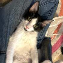 Thumbnail photo of Captain Crunch #2