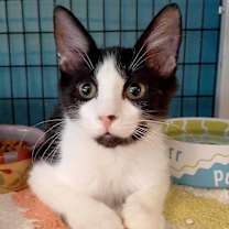 Thumbnail photo of Captain Crunch #3