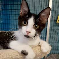 Thumbnail photo of Captain Crunch #1