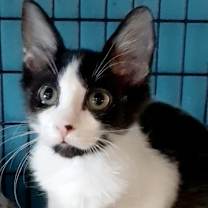 Thumbnail photo of Captain Crunch #4