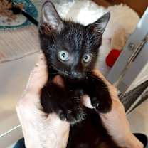 Thumbnail photo of Boo Berry #2