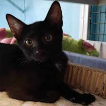 Thumbnail photo of Boo Berry #1