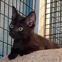 Thumbnail photo of Cocoa Puff #4