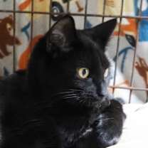 Thumbnail photo of Daisy #1