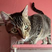 Thumbnail photo of Tigger #2