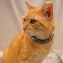 Thumbnail photo of Tomás #2
