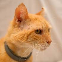 Thumbnail photo of Tomás #3
