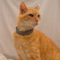 Thumbnail photo of Tomás #4