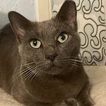 Thumbnail photo of Ash #1