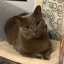 Thumbnail photo of Ash #2